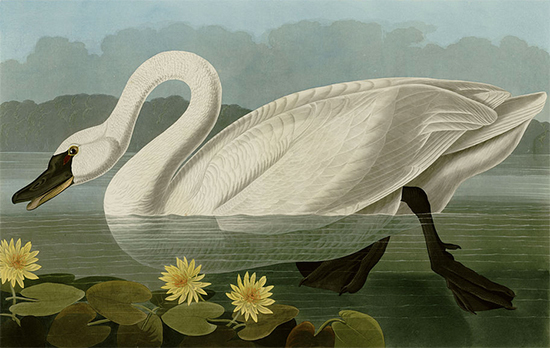 Common American Swan, John James Audubon