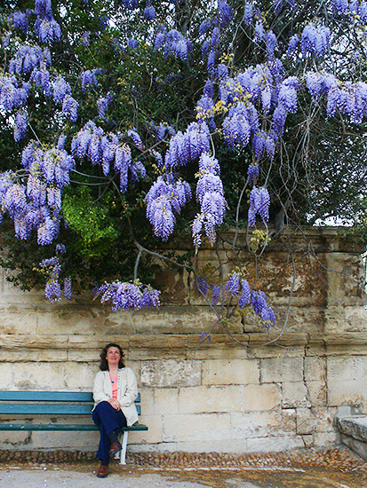 photo of Wisteria at Palais des Papes, Avignon.©J.Hulsey