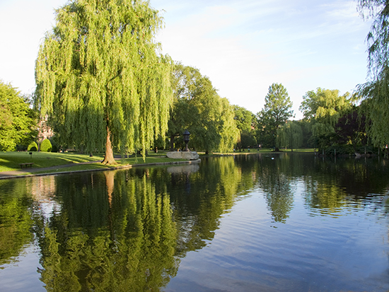 Willows on the Pond