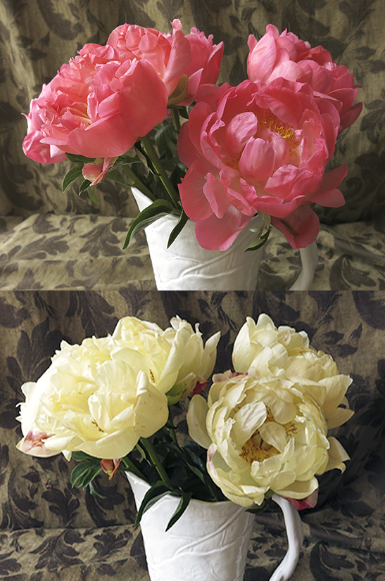 Coral Charm Peonies and Three Days Later