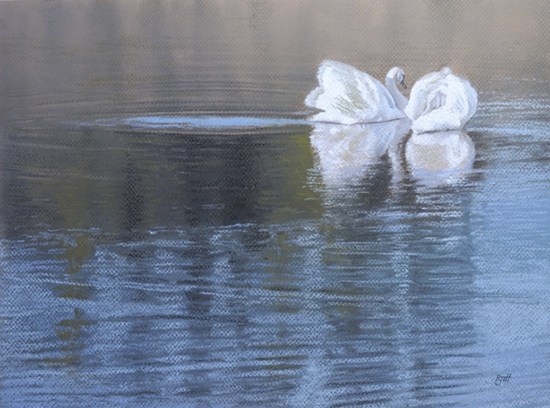Devon Swans by Toby Haynes