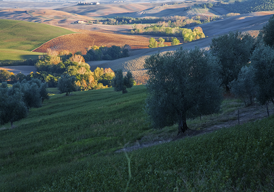 photo of Tuscan fields at day's end. © J. Hulsey painting workshops in Italy