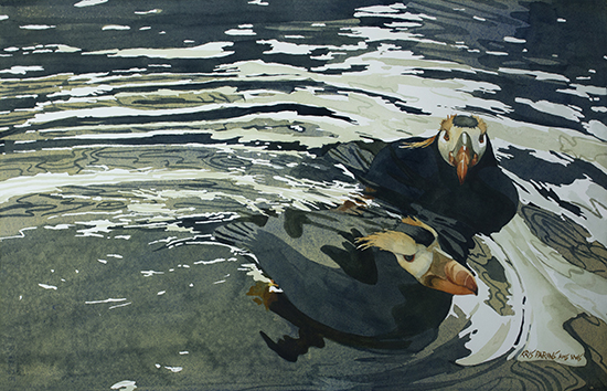 Tufted Puffins II, watercolor, 14 x 21", © Kris Parins