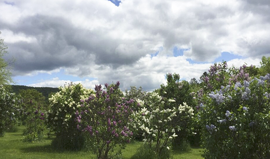 View from Cherry Valley Lilacs