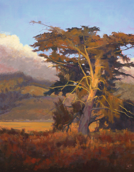 Oid Bolinas Cypress by Richard Lindenberg