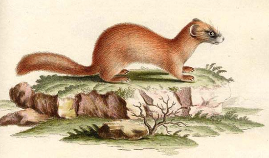 Mustela sibirica by Johann Christian Daniel von Schreber