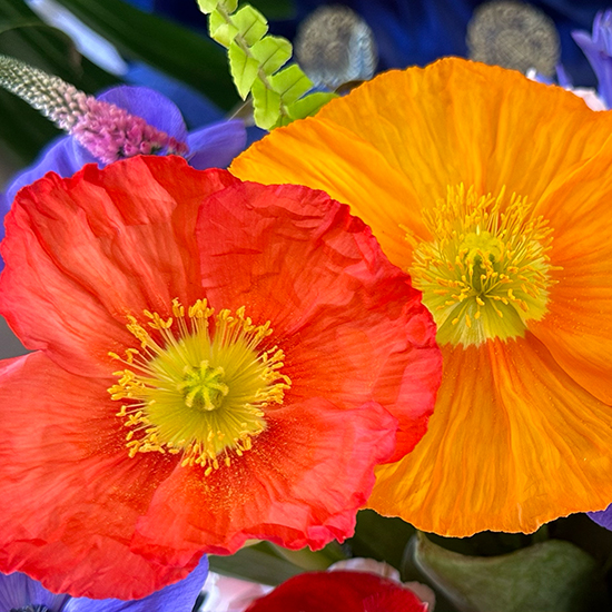 Photograph of Two Poppies, © AW Trusty