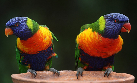 Rainbow Lorikeets (creative commons)