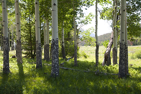 Photo of Aspens in West Horseshoe Park by John Hulsey