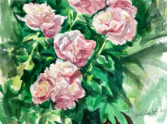 Peonies, 10 x 14", Watercolor, 2023, © Eric Santoli