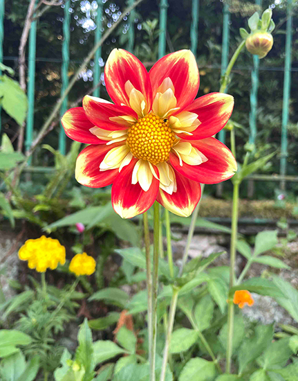 Photograph of Dahlia in Giverny Gardens © Eric Santoli