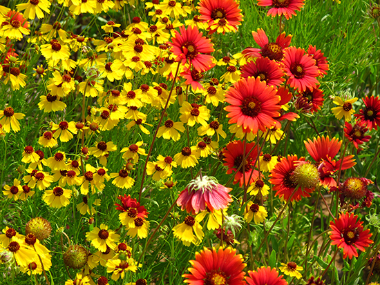 Texas wildflowers in the Hill Country