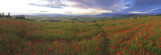 Photograph of Poppy Fields in Tuscany © J. Hulsey