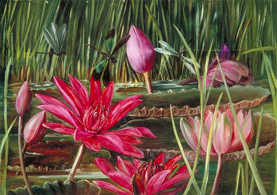 Red Water Lily of Southern India, 1878, Marianne North