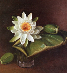 Still Life with Water Lily, 1872, David Johnson (cropped)