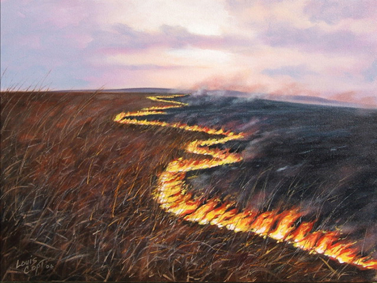 Burn Near Kahola Creek, 24 x 30", Oil, © Louis Copt