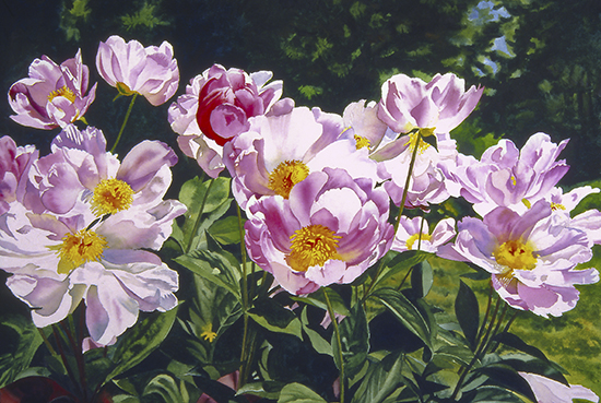 watercolor painting of peonies by John Hulsey