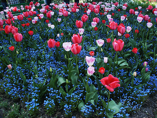 Photo of Tulips in Monet's Gardens at Giverny