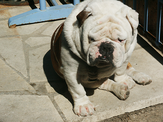 photo of French bulldog.©J.Hulsey