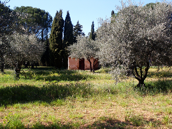 photo of Olive grove at Lourmarin, Provence. © J. Hulsey