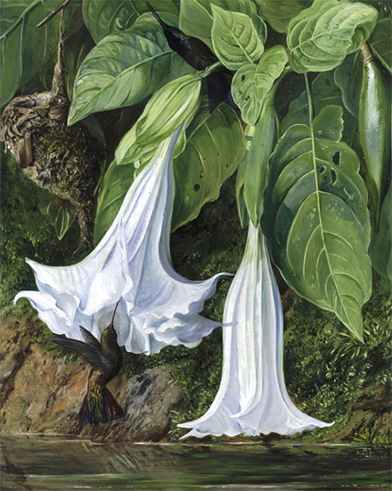 Datura and Hummingbird, Brazil, Marianne North