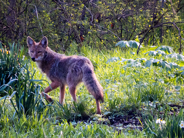 Coyote, Photograph © J. Hulsey