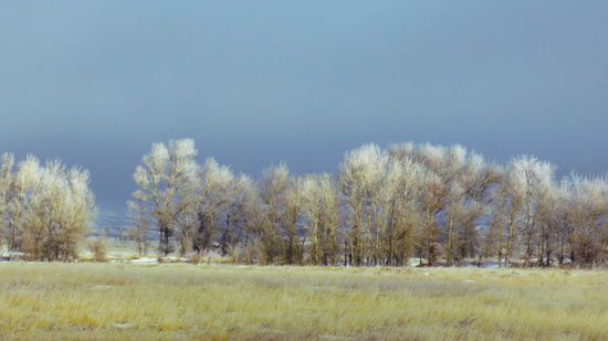 Photograph of frost rimmed trees © A. Trusty