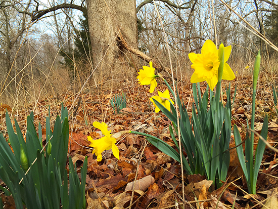 Photo of Narcissus blooming in a wood