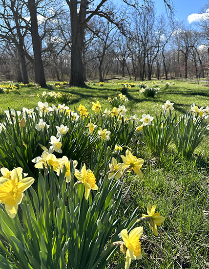 Photograph from the Lower Meadow © AW Trusty