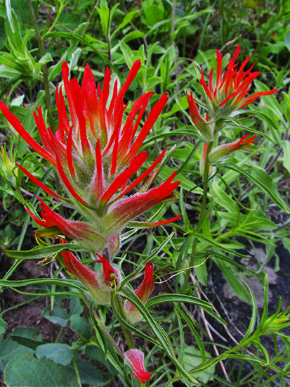 Photo of Indian Paintbrush in RMNP, Colorado