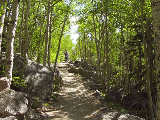 Aspens shade the trail to Bierstadt Lake, RMNP, Co.