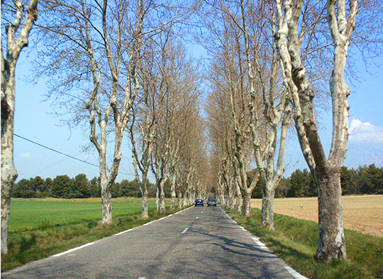 photo of treelined road, Provence, © J. Hulsey