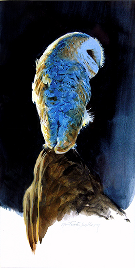 Barn Owl Study © Mort Solberg