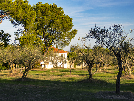 Photo of grounds at St. Paul de Mausole, Provence, France.