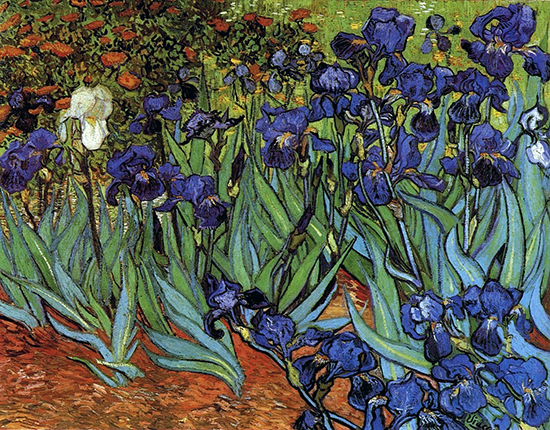 oil painting of iris in a garden by Vincent van Gogh