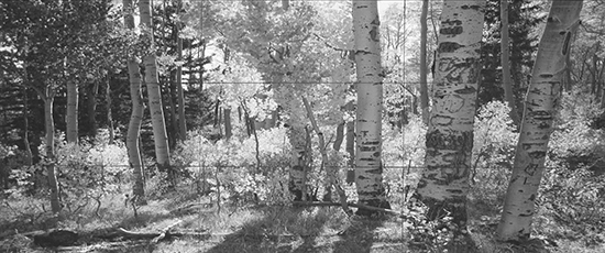 reference photo of aspens